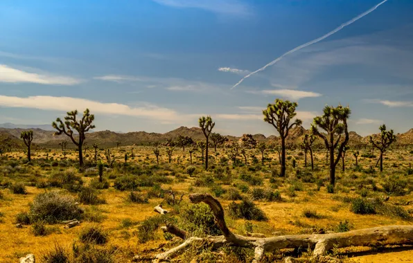 Trees, mountains, desert, CA, USA, National Park Joshua tree