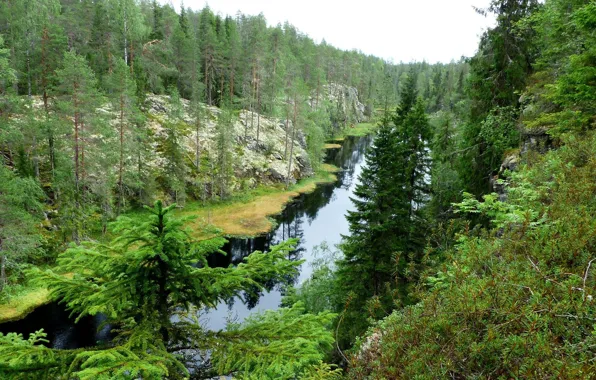 River, tree, taiga