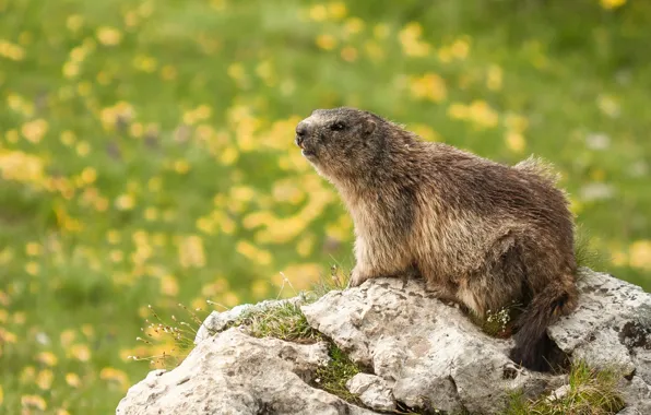 Flowers, nature, stones, meadow, marmot