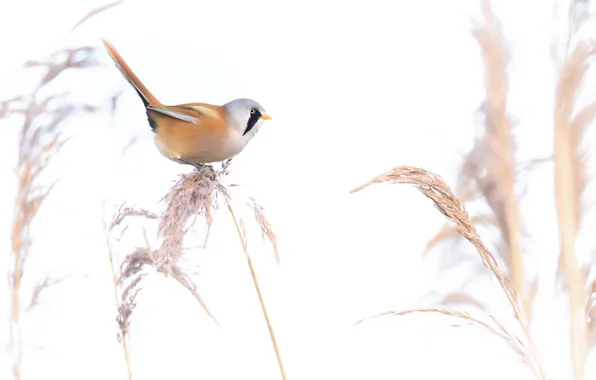 Picture nature, bird, Bearded Tits