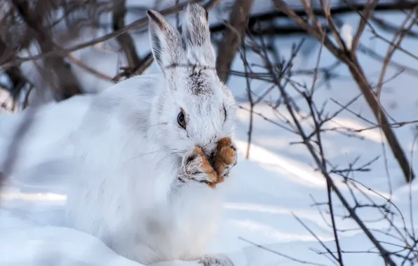 Picture winter, snow, hare