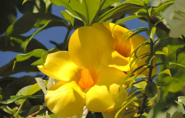 Summer, tropics, Island, Vietnam, yellow flowers