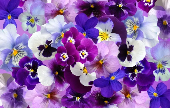Flowers, collage, blue, purple, pink, white, Pansy, colorful