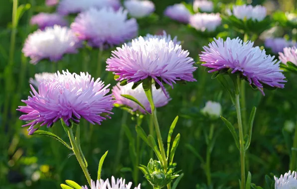 Autumn, flowers, nature, beauty, plants, the color purple, September, cottage