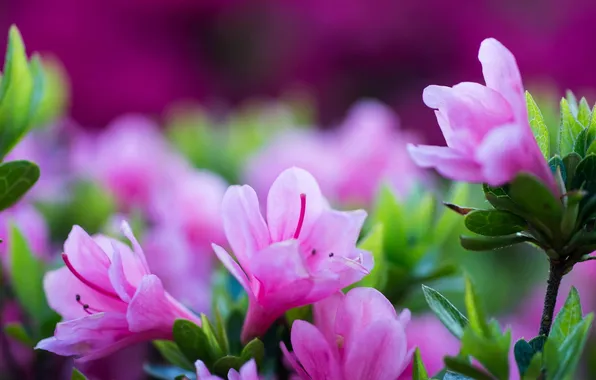 Picture leaves, flowers, petals, blur, stamens, pink