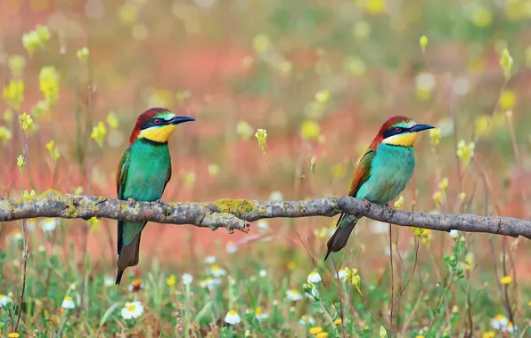 Picture flowers, birds, branch, Golden bee-eater, pouloudi