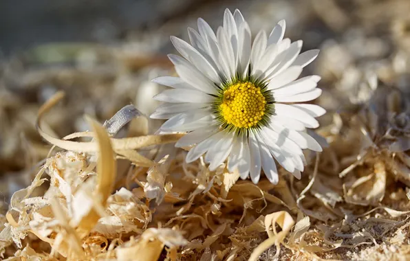 Macro, flowers, chamomile