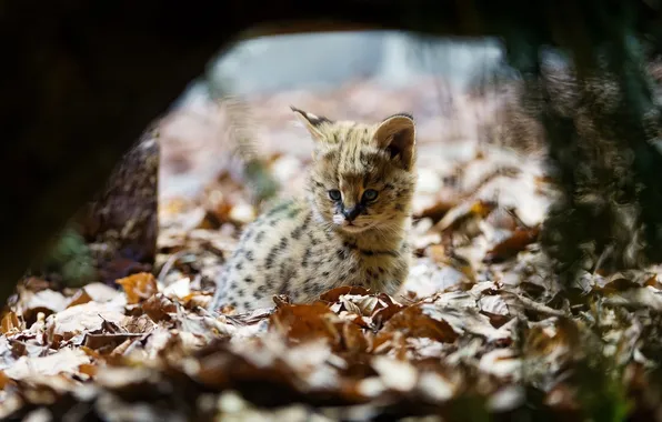 Picture foliage, baby, ears, cub, wild cat, Serval, Bush cat