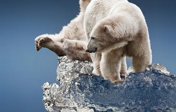 Picture ice, floe, polar bears