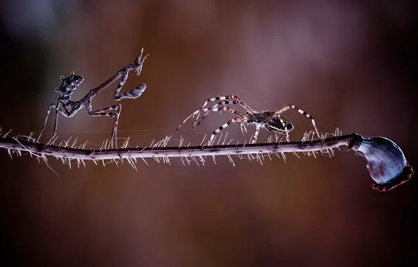 Picture meeting, spider, mantis, battle, fight