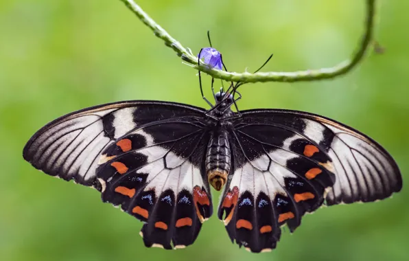 Background, butterfly, thread, Fleur Walton