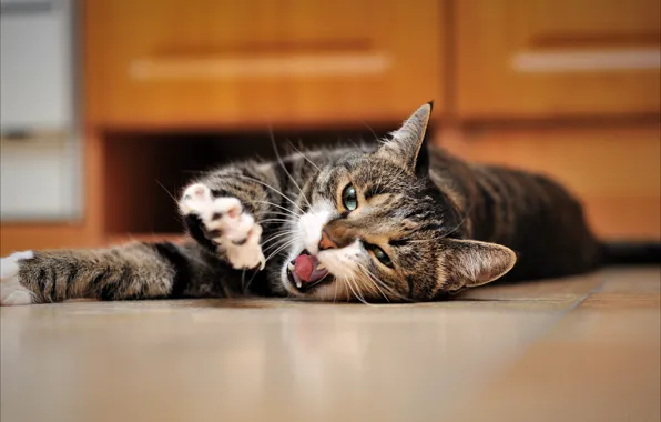 Picture cat, floor, lies, yawns