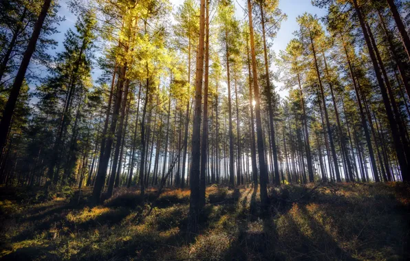 Autumn, forest, light