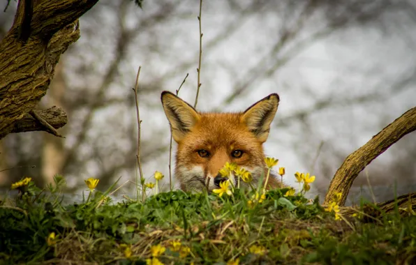 Wallpaper trees, flowers, look, nature, Peeps, face, Fox