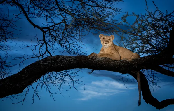 Picture the sky, branch, lioness, sky, lioness, branch, Ali Khataw