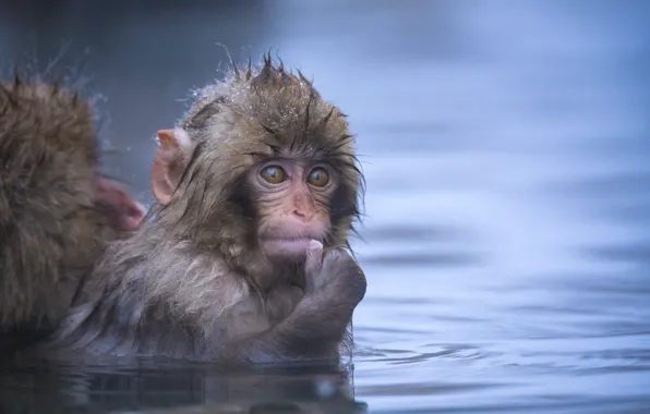 Winter, look, pose, bathing, monkey, face, cub, pond