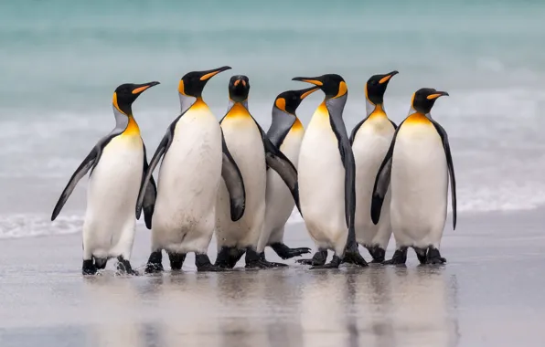 Sea, birds, shore, pack, penguins, party