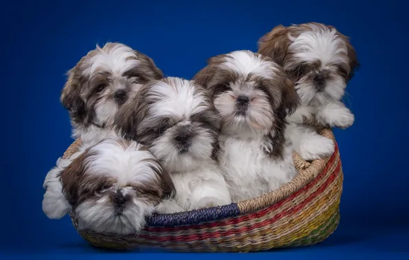 Picture basket, puppies, quintet, Shih Tzu