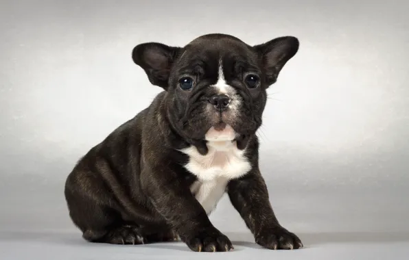 Background, dog, puppy