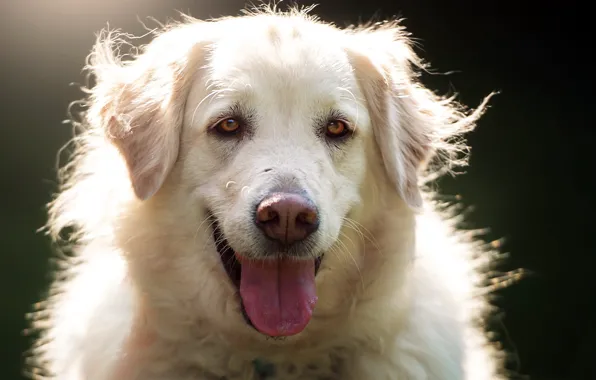 Look, each, dog