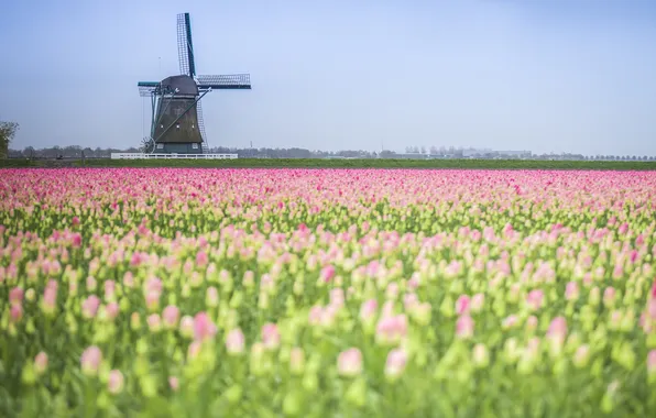 Flowers, spring, tulips, pink, a lot, bokeh, plantation, windmill