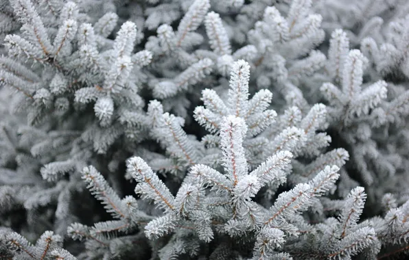 Winter, snow, tree, winter, snow, spruce, frost, fir tree