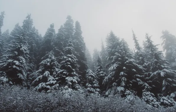 Winter, forest, snow, trees, tree