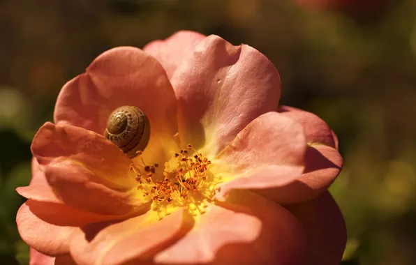 Picture flower, snail, petals