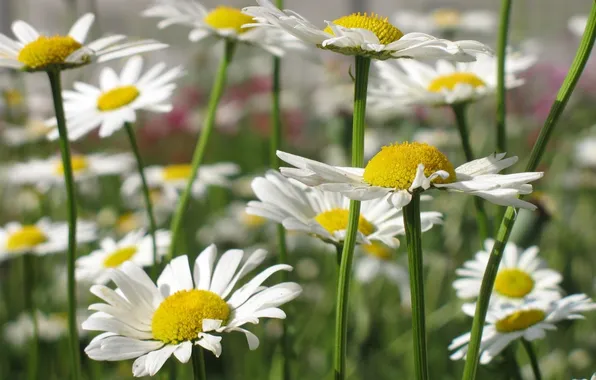 Field, summer, flowers, chamomile