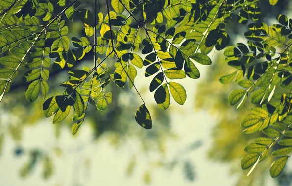 Picture greens, leaves, macro, branches, nature, background, branch, Wallpaper