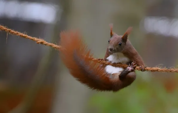 Background, rope, protein, tail, red, pull - up
