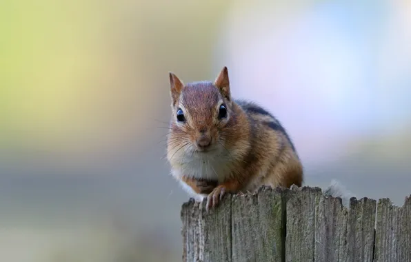 Background, Chipmunk, rodent