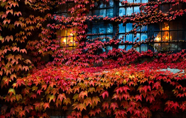 Leaves, house, window, ivy