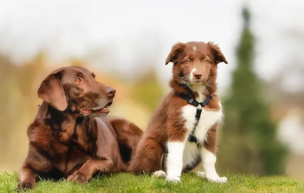 Dogs, puppy, Labrador, brown, the border collie