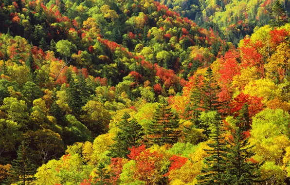 Picture forest, trees, height