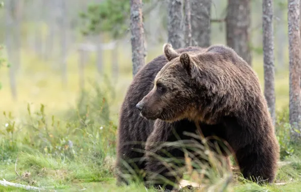 Picture forest, bear, The Bruins