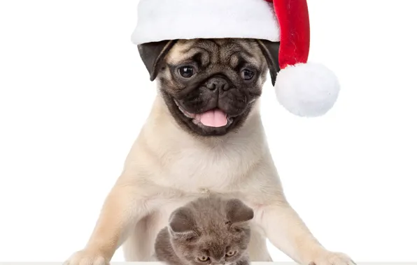 Kitty, dog, pug, New year, Christmas, cat, dog, New Year