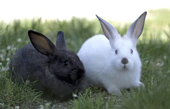 Picture white, black, pair, rabbits