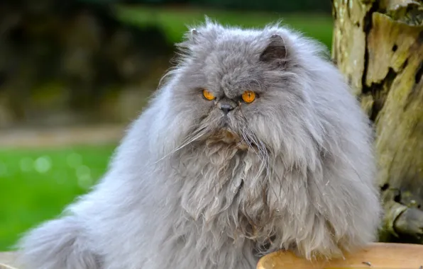 Cat, fluffy, pers, Persian cat, important