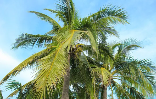 Beach, summer, the sky, palm trees, summer, beach, beautiful, paradise