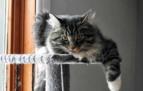 On the stand, tabby cat, looking at the camera