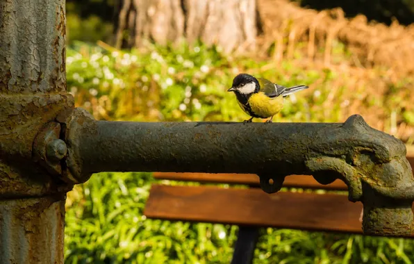 Bird, crane, rust, old, bokeh, tit