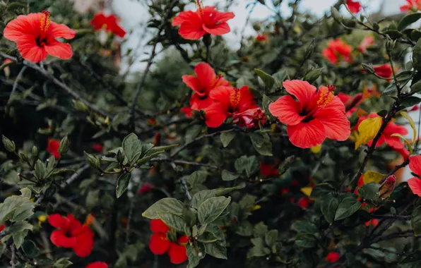 Red, flowers, beautiful