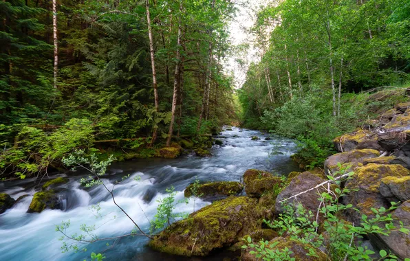 Forest, summer, river