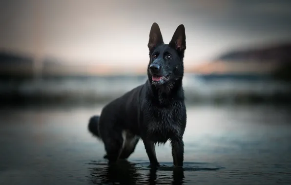 Picture water, dog, bokeh, shepherd