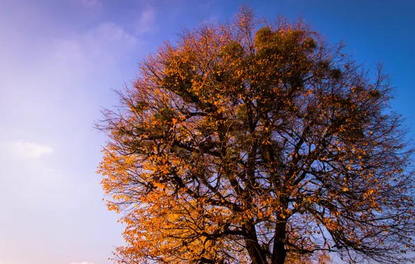 Sky, Blue, Tree, Sunset, Autumn, Leaves, Branches, Dusk