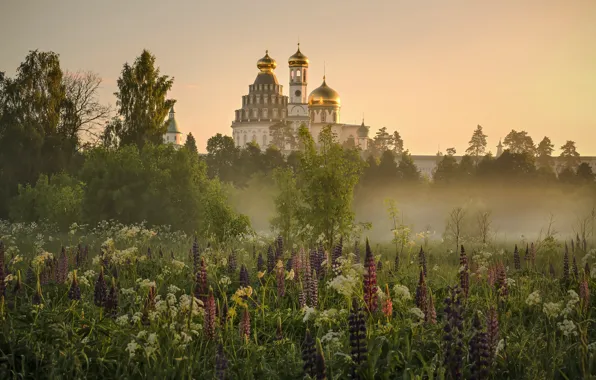 Flowers, fog, Church, temple, lupins