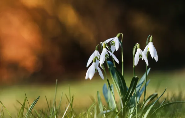Picture grass, flowers, background, spring, snowdrops, white, clearing, bokeh