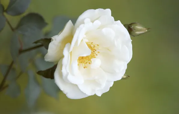 White, flowers, branches, briar, buds
