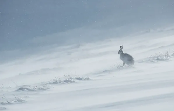 Picture winter, snow, hare, slope, sitting, Bunny, Blizzard, snowfall
